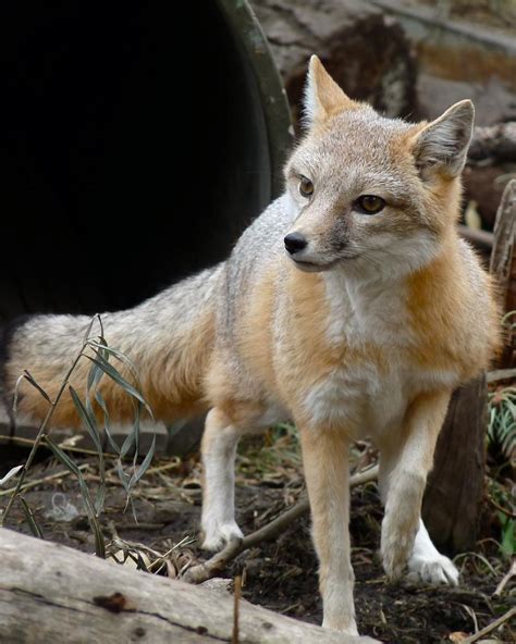 Swift Fox Wild Animals Photography Swift Fox Pet Fox