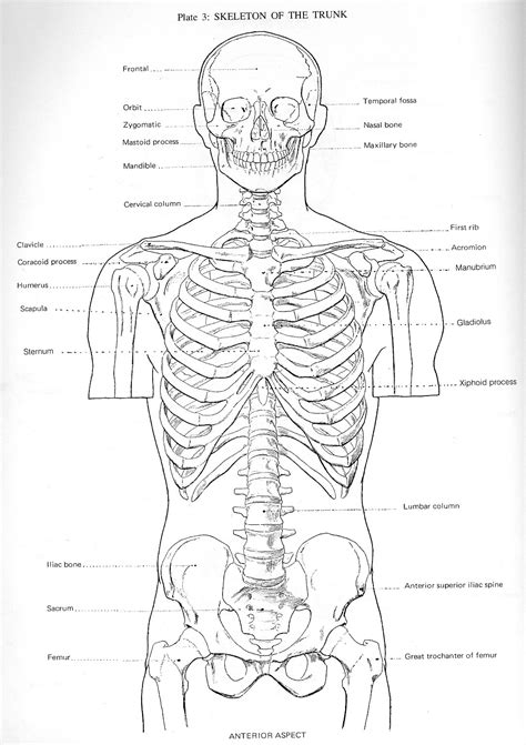 Figure Drawing And Anatomy Torso