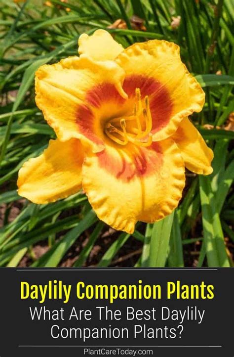 Daylily Companion Plants What Plants Are Great To Grow With Daylilies
