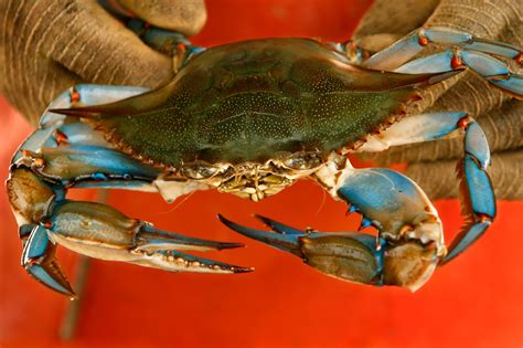 The Chesapeake Bays Blue Crab Need Our Help Now — Or Never The Washington Post