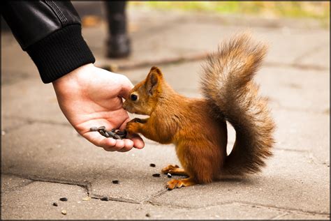 Check spelling or type a new query. How Being Kind to Animals Can Lead to More Happiness ...