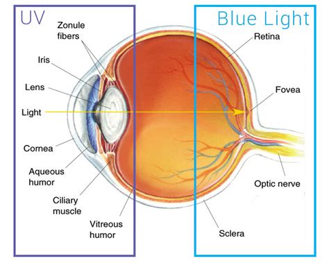 What You Need To Know About Blue Light Exposure Eye Style