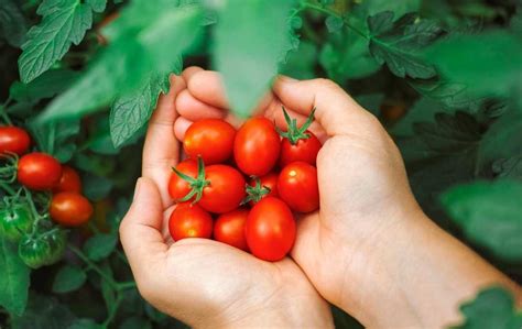 How To Grow Cherry Tomatoes In A Greenhouse Slick Garden