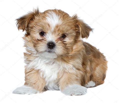 Cute Brown And White Puppy Isolated — Stock Photo © Sjhuls 8654304