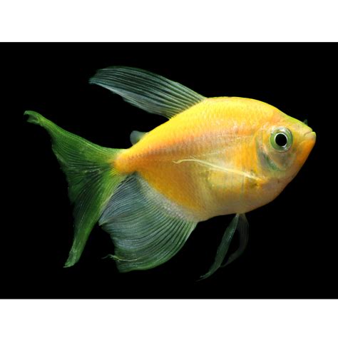 Glofish Sunburst Orange Longfin Tetra Fish Goldfish Betta And More