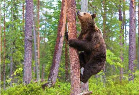 Bears Climbing Trees Can Bears Climb Trees Photos And Video