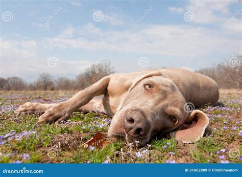 Comical Image Of A Weimaraner Dog Being Lazy Stock Image Image Of