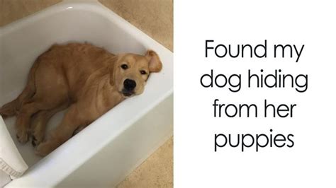 The Happiest Dog Memes Ever That Will Make You Smile From