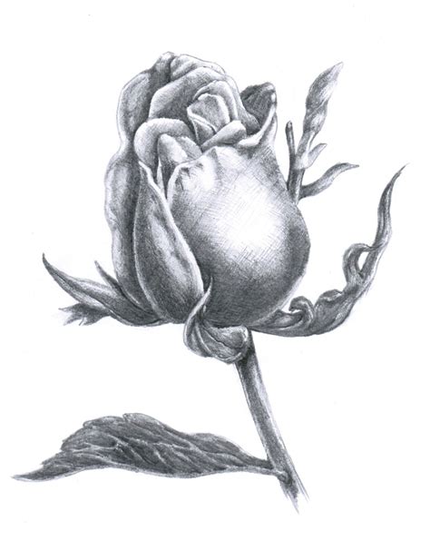 Рисунки розы карандашом для срисовки 36 фото 🔥 Прикольные картинки и юмор