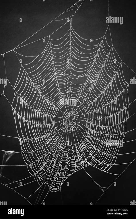 Cobweb Cobwebs Spiders Webs Web Black And White Stock Photos And Images