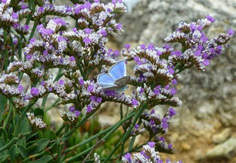 Common Blue At Portland Dorset Butterflies