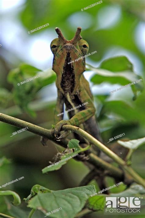 Two Banded Chameleon Furcifer Balteatus Male Magadascar Stock