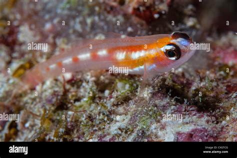 Masked Goby Hi Res Stock Photography And Images Alamy