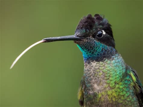 What Do Hummingbirds Eat Complete Guide Birdfact
