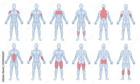 Vecteur Stock Male Muscle Anatomy Set Figure Of Man And With