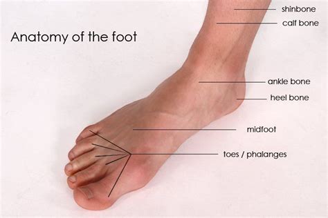 Foot Sole Anatomy