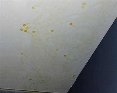 Dark Spots On My Ceiling Shelly Lighting