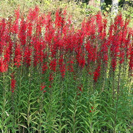 Cardinal Flower Plant It Wild Native Michigan Plants