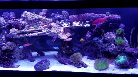 125 Gallon Mixed Reef Tank 50 Gallon Sump Refugium Setup Youtube