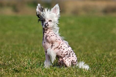 Chinese Crested Dog Are They Really Hairless Better Homes And Gardens