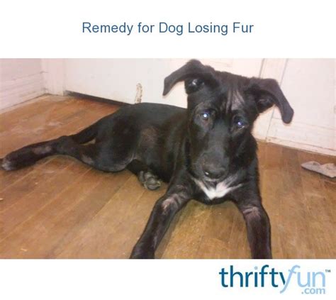 Remedy For Dog Losing Fur Thriftyfun