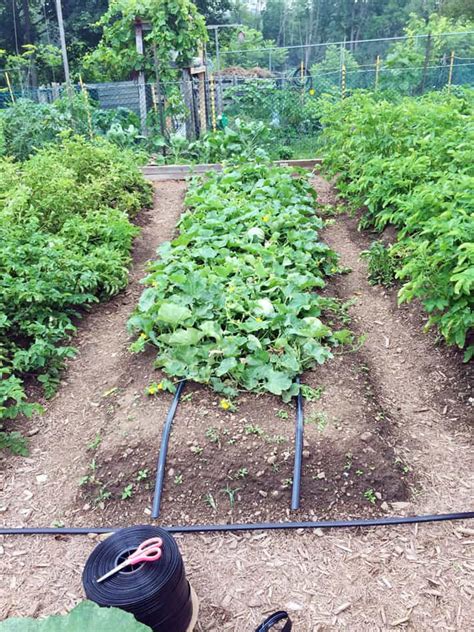 First, at the spigot, connect a manifold/timer with a fertilizer dispenser and a filter to remove particles. How to install a drip irrigation system in your vegetable ...