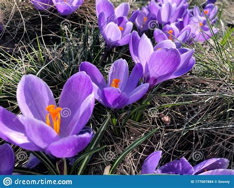 First Spring Flowers Violet Crocuses Growing After Melting The Snow Stock Photo Image Of