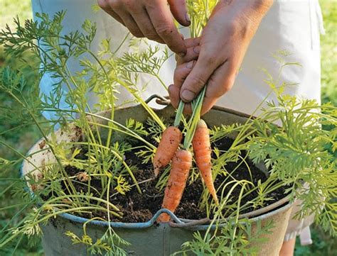 How To Grow Carrots In A Container Alternative Green World