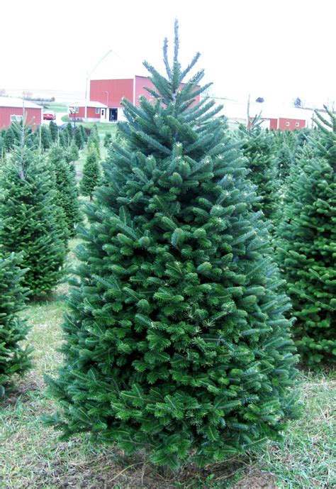 Real Christmas Trees Delivered 6 Foot Premium Balsam Fir Christmas Tree