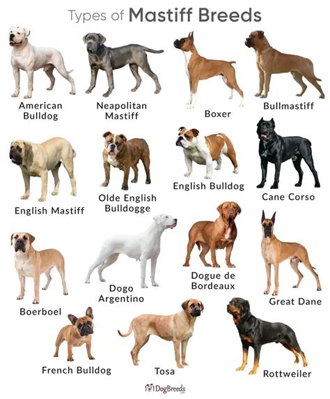 Types Of Mastiff Dog Breeds With Pictures