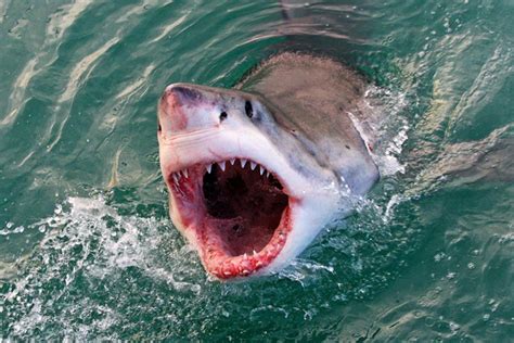 Regie führte mark atkins, der auch für das drehbuch, die kamera und den filmschnitt verantwortlich war. The deadliest and most dangerous shark species