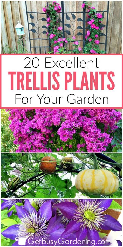 All you need is a packet of seeds and with a little care you will have vining flowers that. 20 Excellent Trellis Plants For Your Garden | Trellis ...