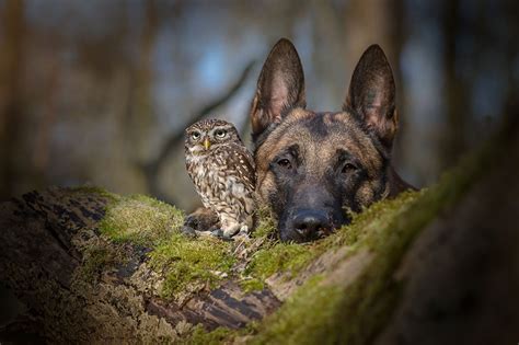 Animals Random Photos That Touch My Heart On Pinterest Prove Love Friendship And Animals