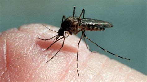 Sydney Experiences ‘one Of The Worst Starts To Mosquito Season In Years