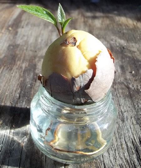 In the water) and stem (from the top of the pit; Growing an Avocado from a Pit | ThriftyFun