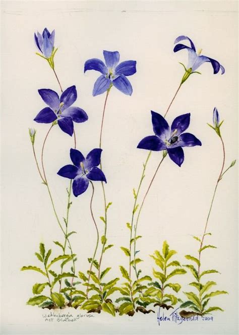 Blue Bells 1075 Helen Fitzgerald Botanical And Wildlife Artist