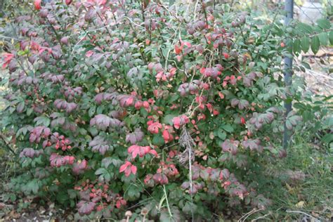 Should my euonymus alatus 'rudy haag' (burning bush) be pruned in spring or not at all? Flame Bush, Burning Bush, Euonymous Alata