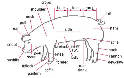 Pig Anatomy Labeled