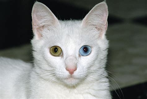Domestic Cat Felis Catus White Adult Photograph By Konrad Wothe Fine