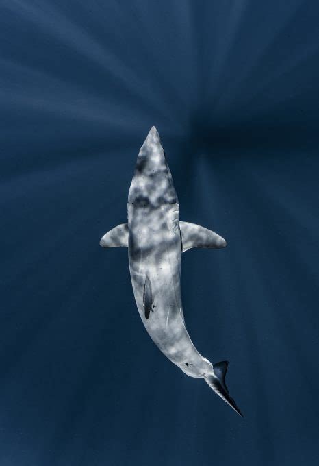 Mako Sharks Racing Extinction Oceanographic Magazine Oceanographic