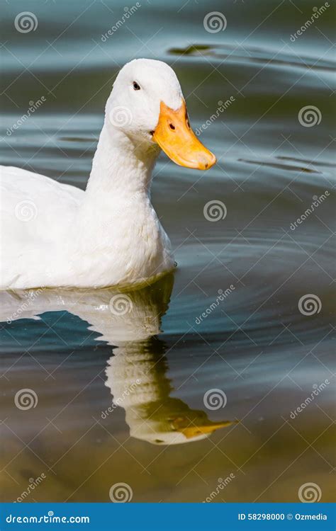 Domestic White Duck Swimming In The Pond Stock Photo Image Of Pond