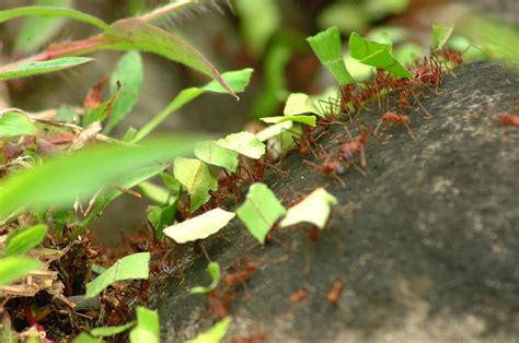 4k Ants Wallpapers High Quality Download Free