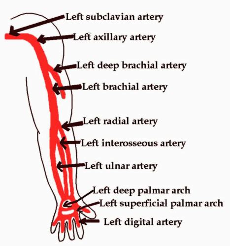 Peripheral Arterial Systems Thoracic Key