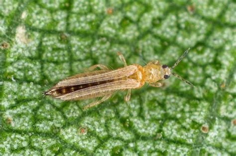 How To Identify And Control Thrips Gardeners Path