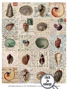 The nid cookie contains a unique id which google uses to remember your preferences and other information, such as your preferred language (e.g. Printable Seashell Identification Chart Florida ...