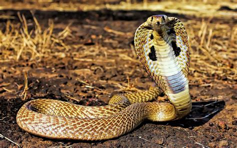 Fondos De Pantalla Animales Fauna Silvestre Reptiles VÍbora Cobra