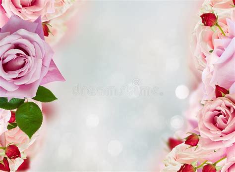 Pink Blooming Roses Stock Photo Image Of Design Green 199581206