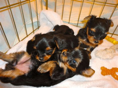 Courtneys Akc Yorkies Lexis Puppies 4 Weeks Old
