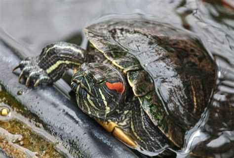 How To Care For Your Red Eared Slider Allans Pet Center