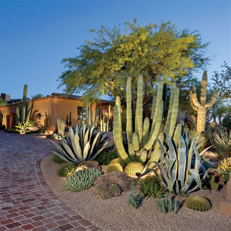 Botanical Beauty Phoenix Home And Garden Cactus Garden Landscaping